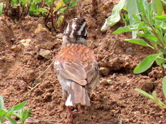 Emberiza flaviventris flaviventris