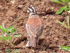 Emberiza flaviventris flaviventris