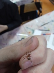 Steatoda grossa