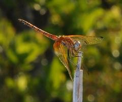 Trithemis pluvialis