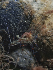 Palaemon intermedius
