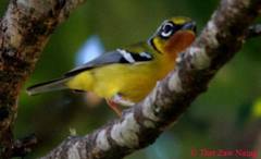 Pteruthius melanotis