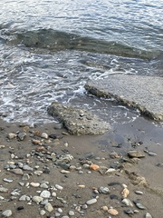 Charadrius falklandicus