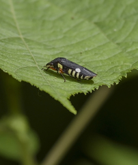 Pseudophera