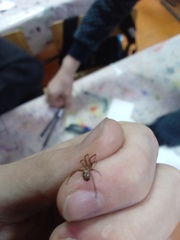 Steatoda grossa