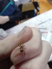 Steatoda grossa