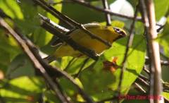 Pteruthius intermedius