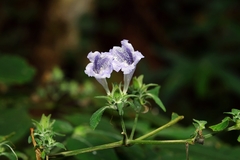 Strobilanthes capitata