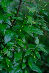 Cryptolepis capensis