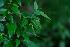 Cryptolepis capensis