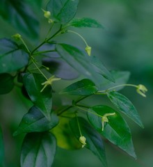 Cryptolepis capensis