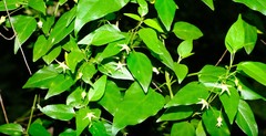 Cryptolepis capensis