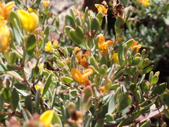 Rafnia capensis capensis