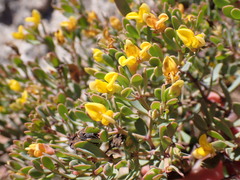 Rafnia capensis capensis