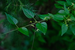 Cryptolepis capensis