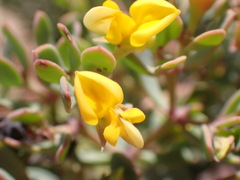 Rafnia capensis capensis