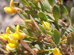 Rafnia capensis capensis