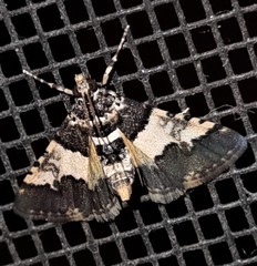 Nacoleia mesochlora