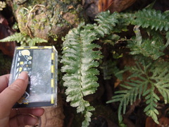 Hymenasplenium apogamum