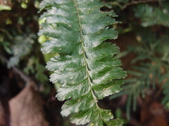 Hymenasplenium apogamum