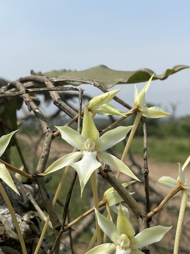 Aerangis kotschyana (Rchb.f.) Schltr.