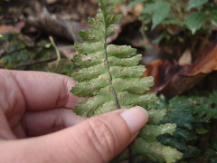 Hymenasplenium apogamum