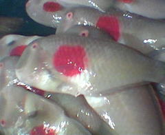 Redblotch Razorfish photo 1