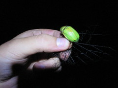 Chrysina laniventris