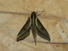 Xylophanes amadis