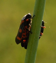 Cercopis intermedia