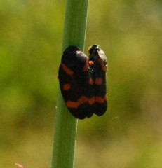 Cercopis intermedia
