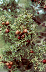 Juniperus phoenicea
