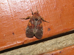 Hampsonodes
