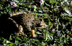 Discoglossus scovazzi