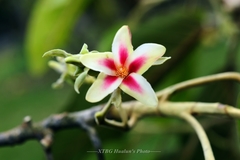 Dipterocarpus alatus