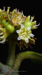 Carallia garciniifolia