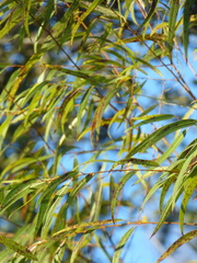 Salix caroliniana image