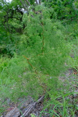 Asparagus buchananii
