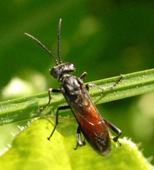 Macrophya annulata