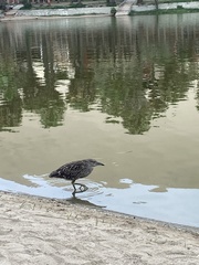 Nycticorax nycticorax