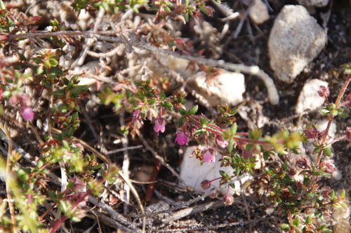 Image of Erica planifolia by (c) Tony Rebelo, some rights reserved (CC BY-SA)