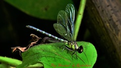 Microgomphus chelifer