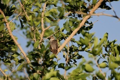 Cisticola woosnami