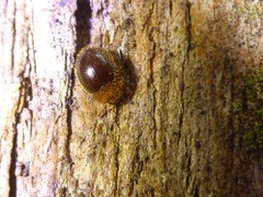 Adoxellus flavihirtus