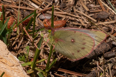 Colias vauthierii