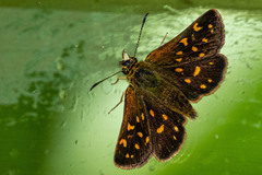 Butleria quilla