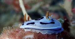 Chromodoris dianae