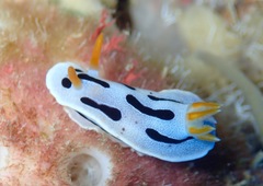Chromodoris dianae