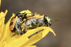 Cryptocephalus laetus