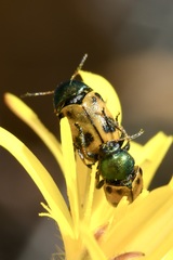 Cryptocephalus laetus